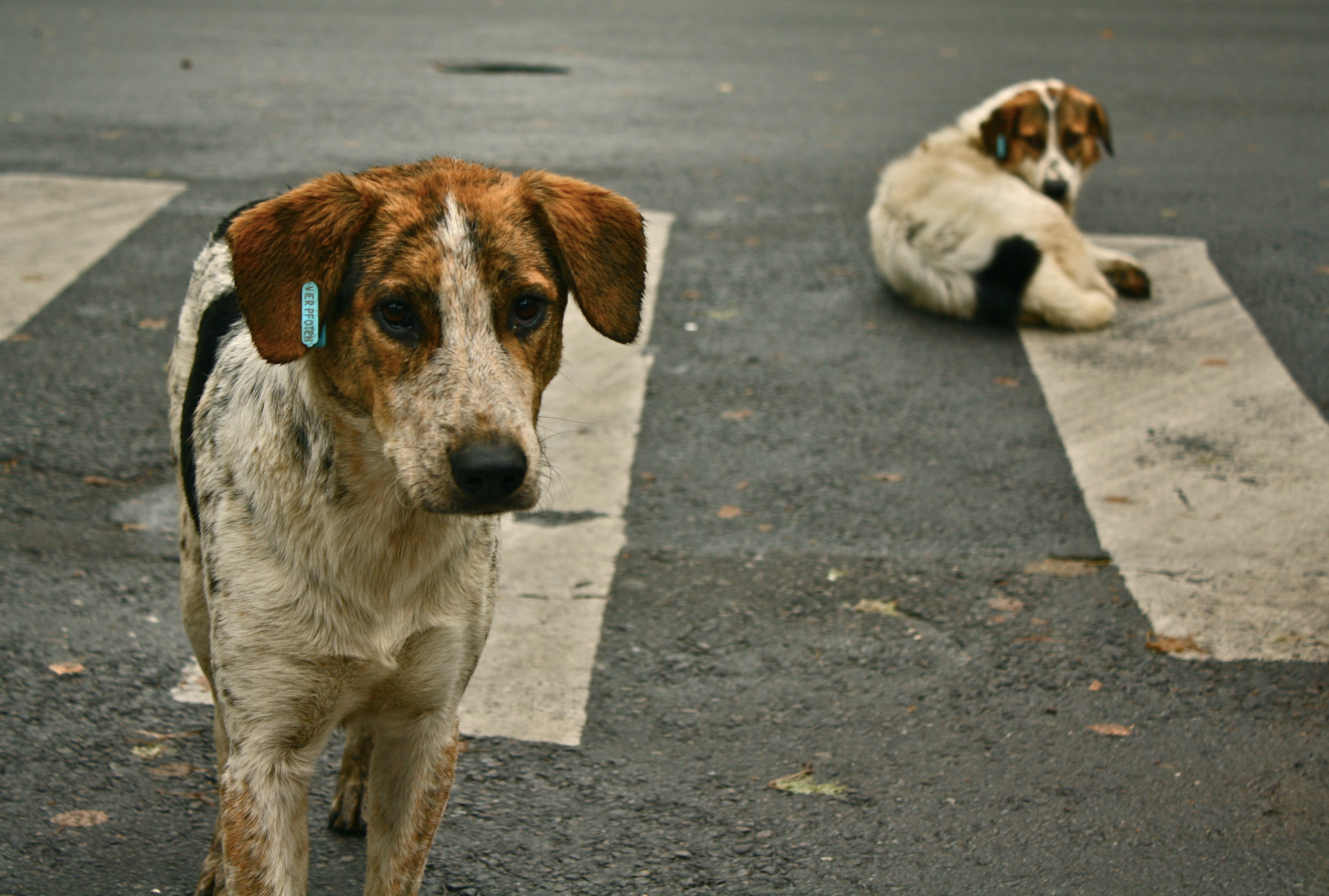 Stray_dogs_crosswalk_wikimedia.jpg